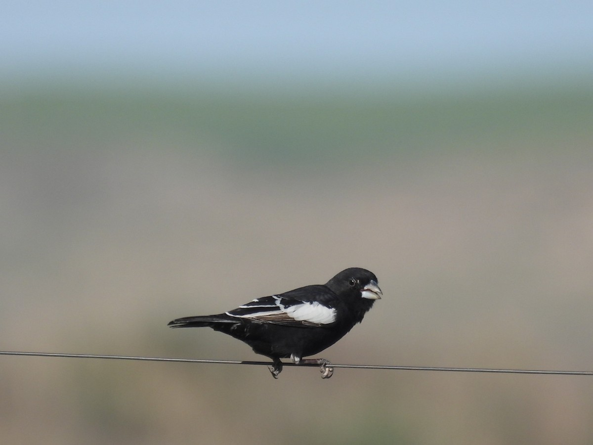 Lark Bunting - Sam Reitenour