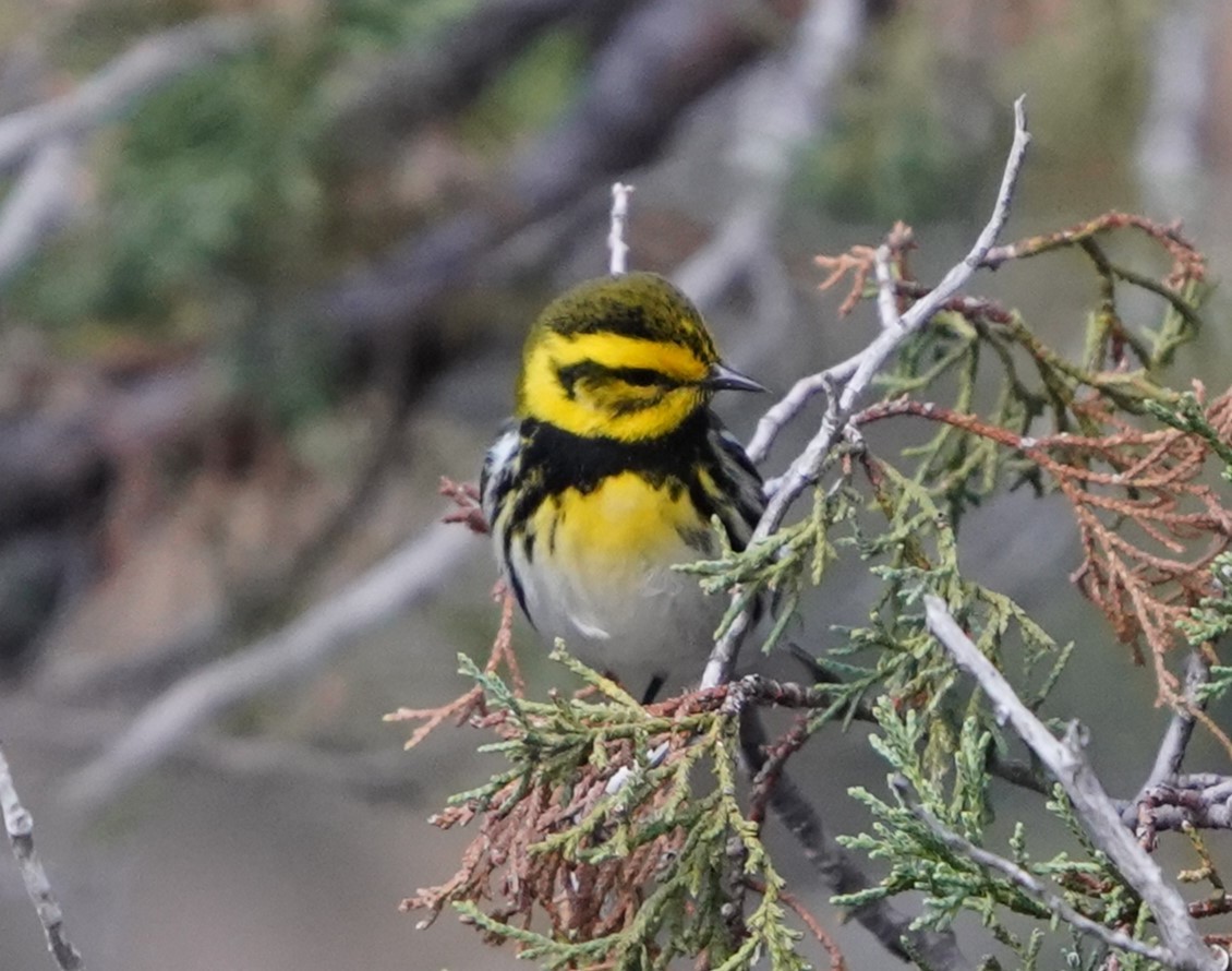 Townsend's Warbler - Phill and Lis Henry