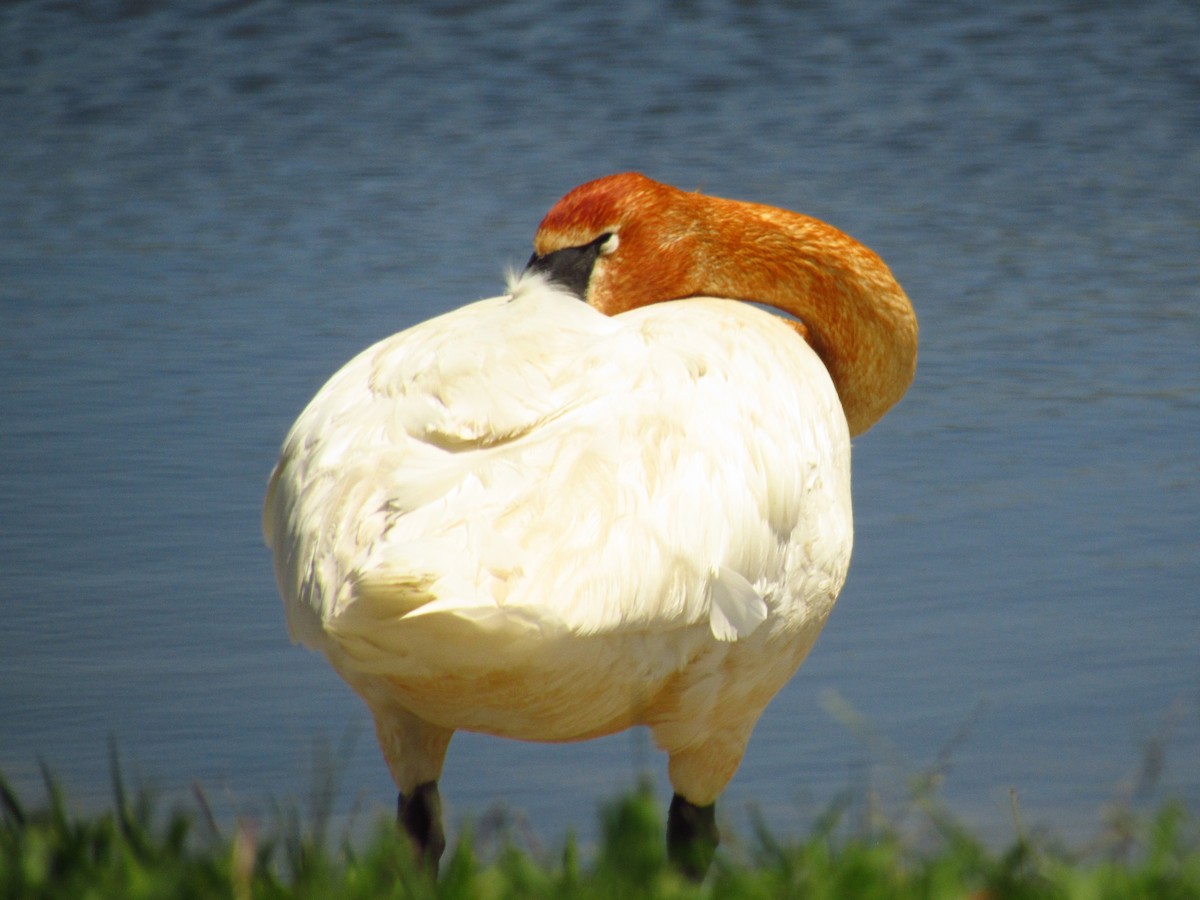 Cisne Trompetero - ML618844025