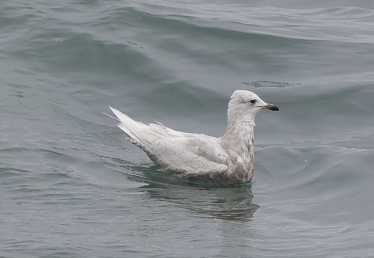 Iceland Gull - Charles Fitzpatrick