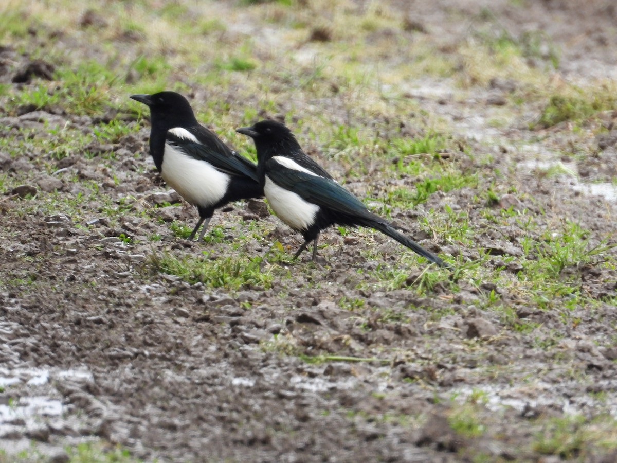 Black-billed Magpie - Martine Parent