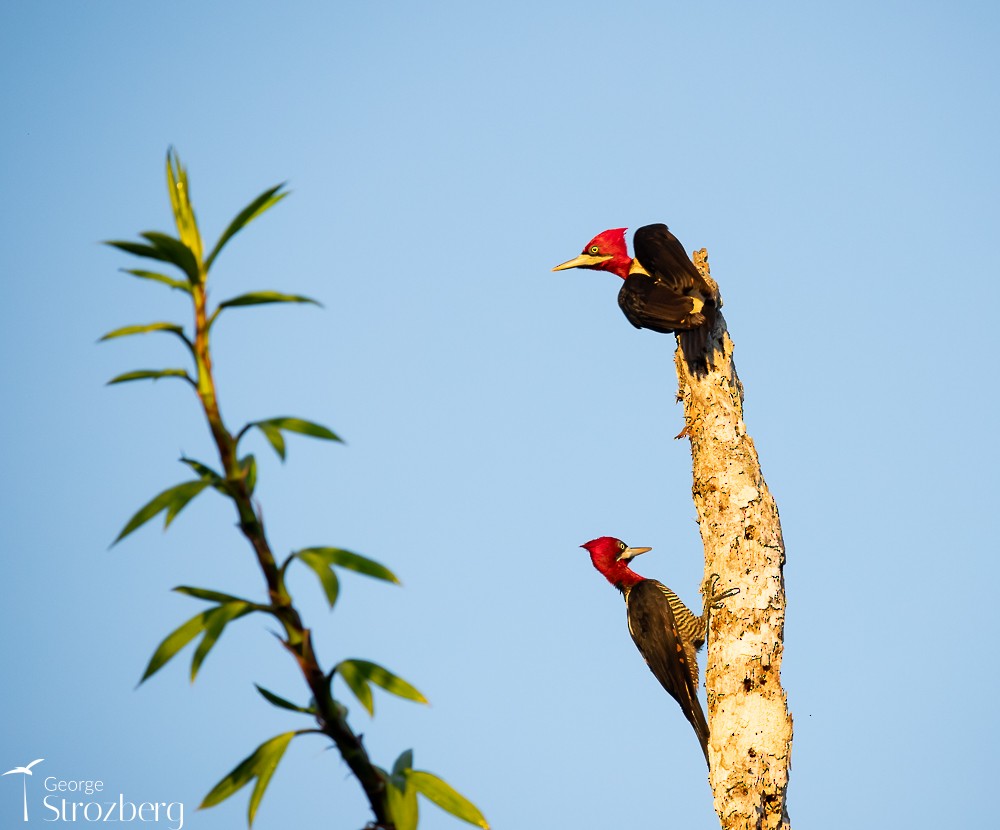 Robust Woodpecker - George Strozberg