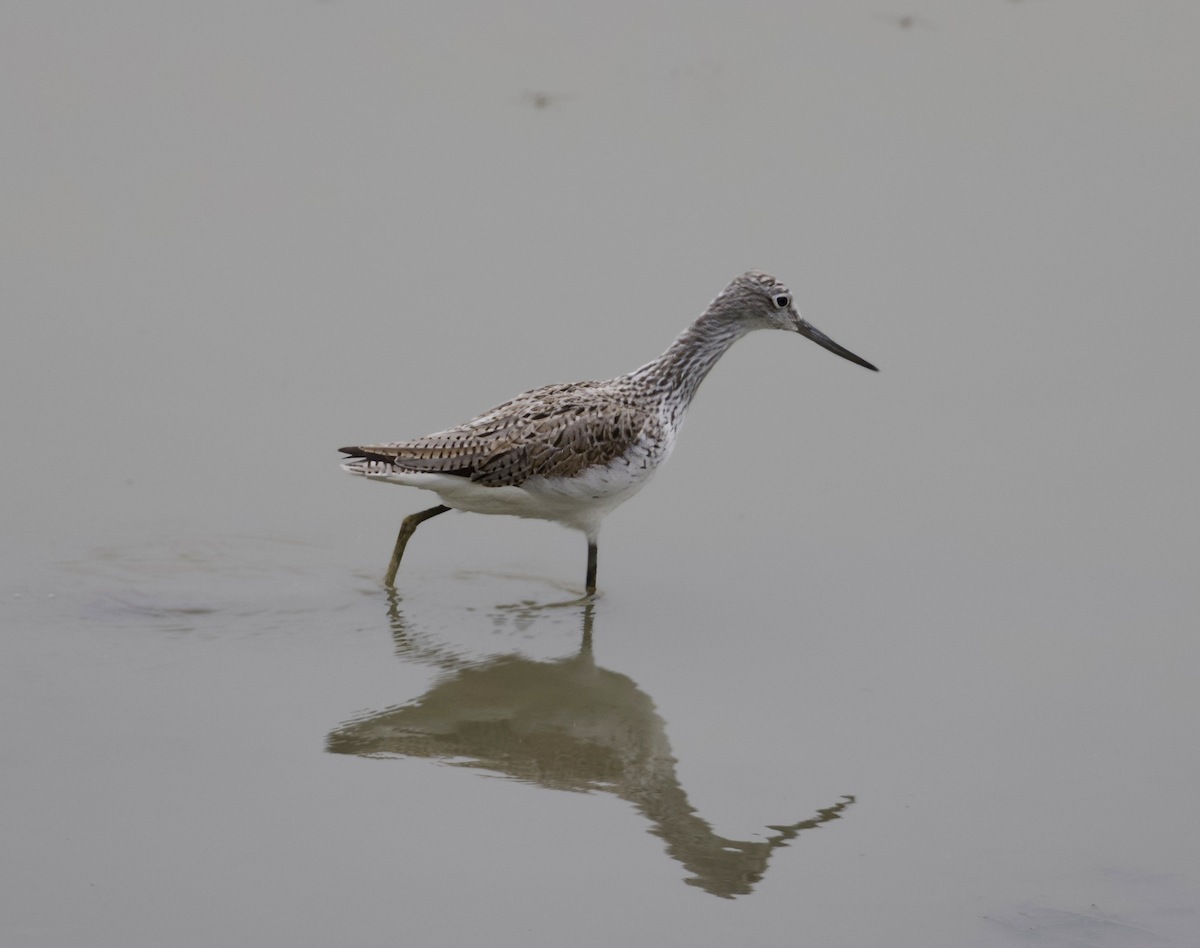 Common Greenshank - Joseph Tobias