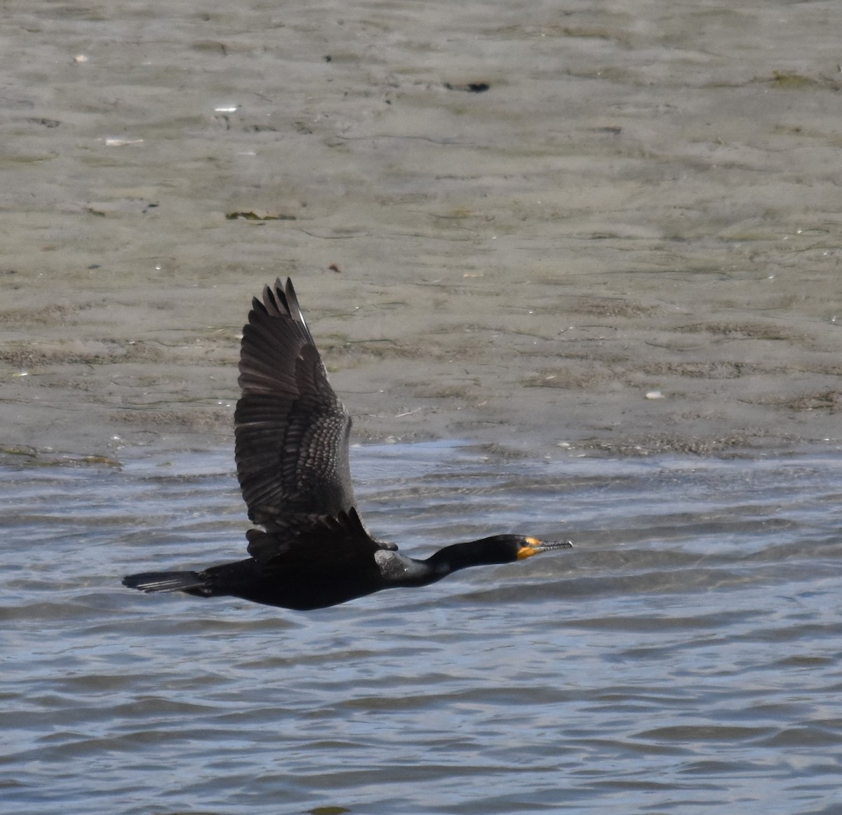 Double-crested Cormorant - Bill Tweit