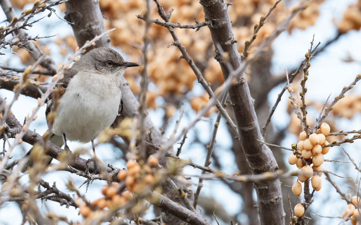 Northern Mockingbird - Vincent Giroux