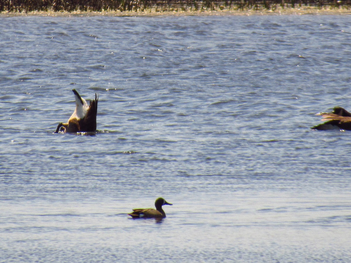 Cerceta Aliazul - ML618844055