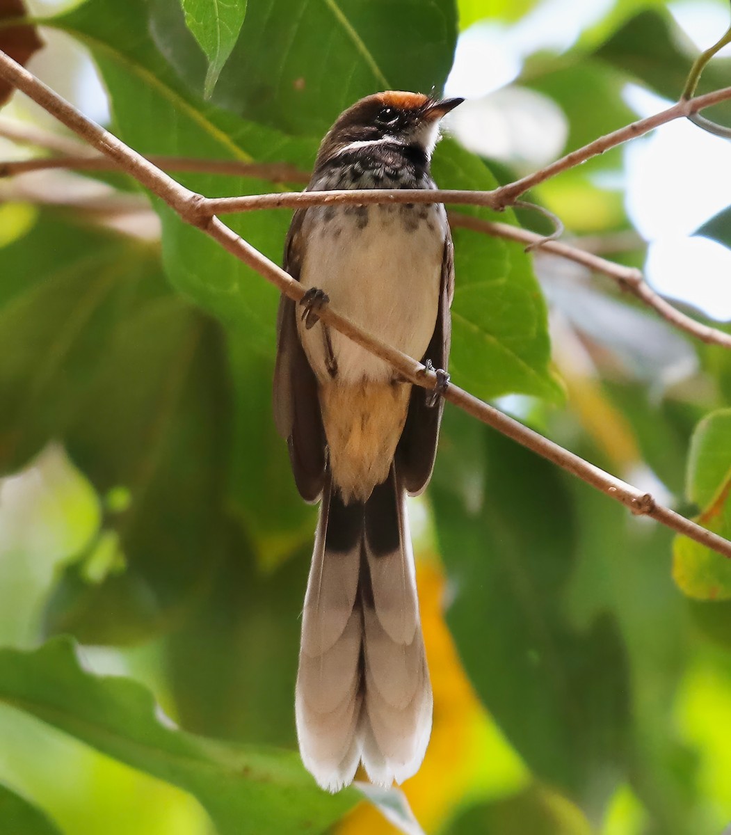 Arafura Fantail - Constance Vigno