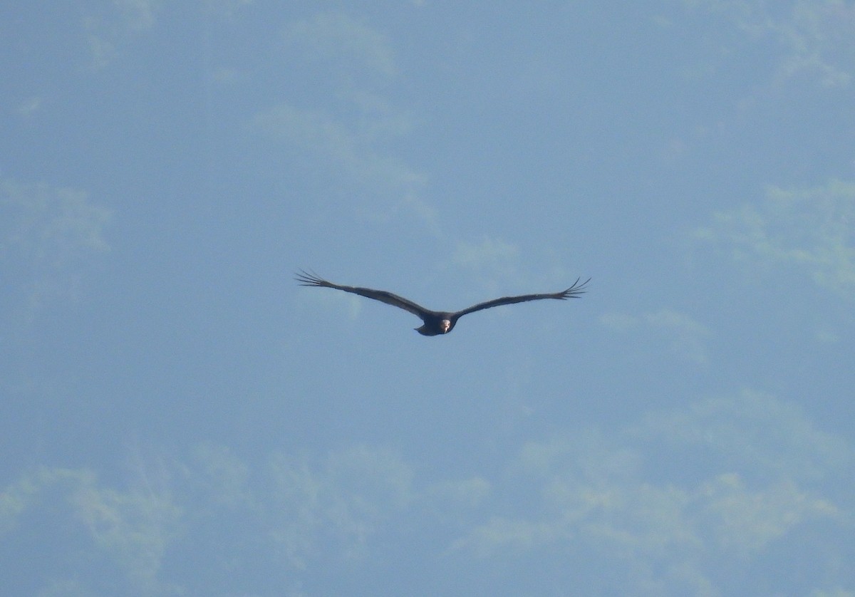 Lesser Yellow-headed Vulture - Rodrigo Quadros