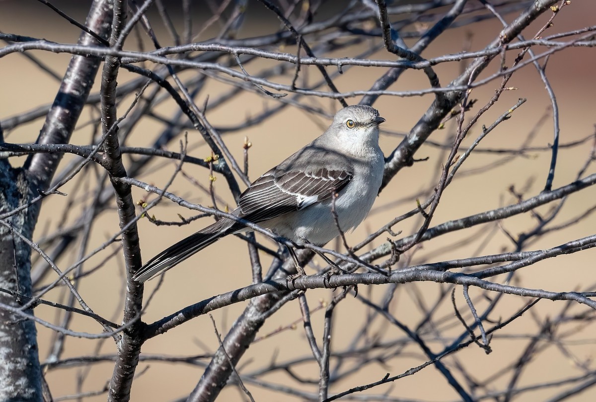 Northern Mockingbird - ML618844072