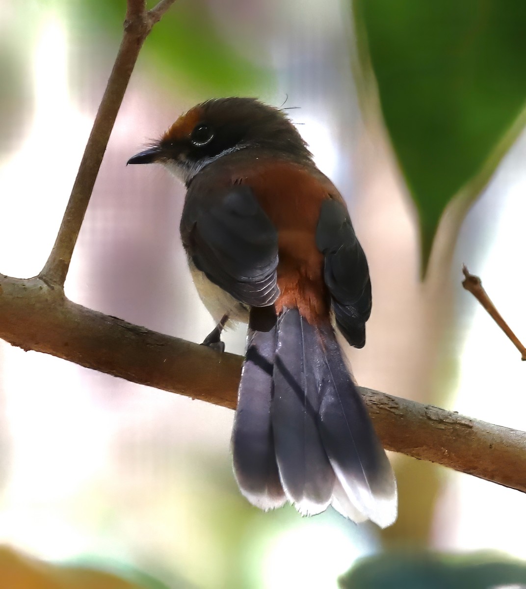 Arafura Fantail - Constance Vigno