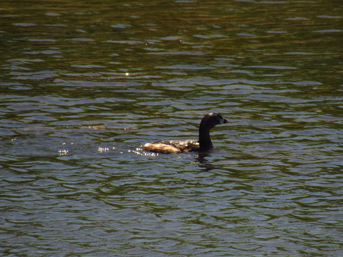 Zampullín Picogrueso - ML618844080