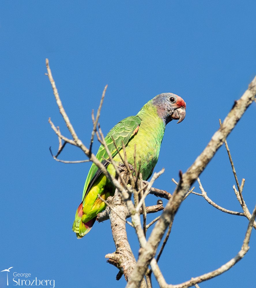 Red-tailed Parrot - ML618844089