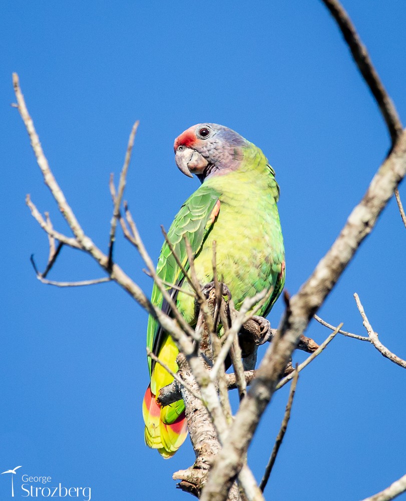 Red-tailed Parrot - ML618844090