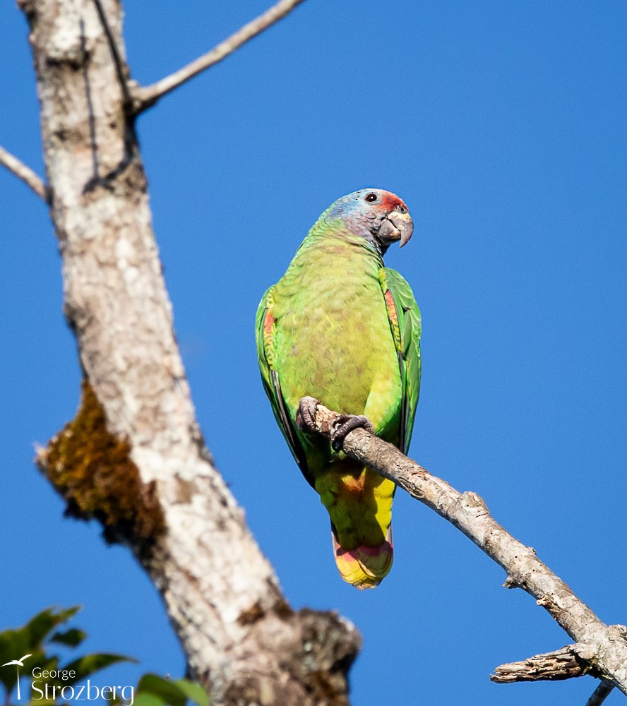 Red-tailed Parrot - ML618844091