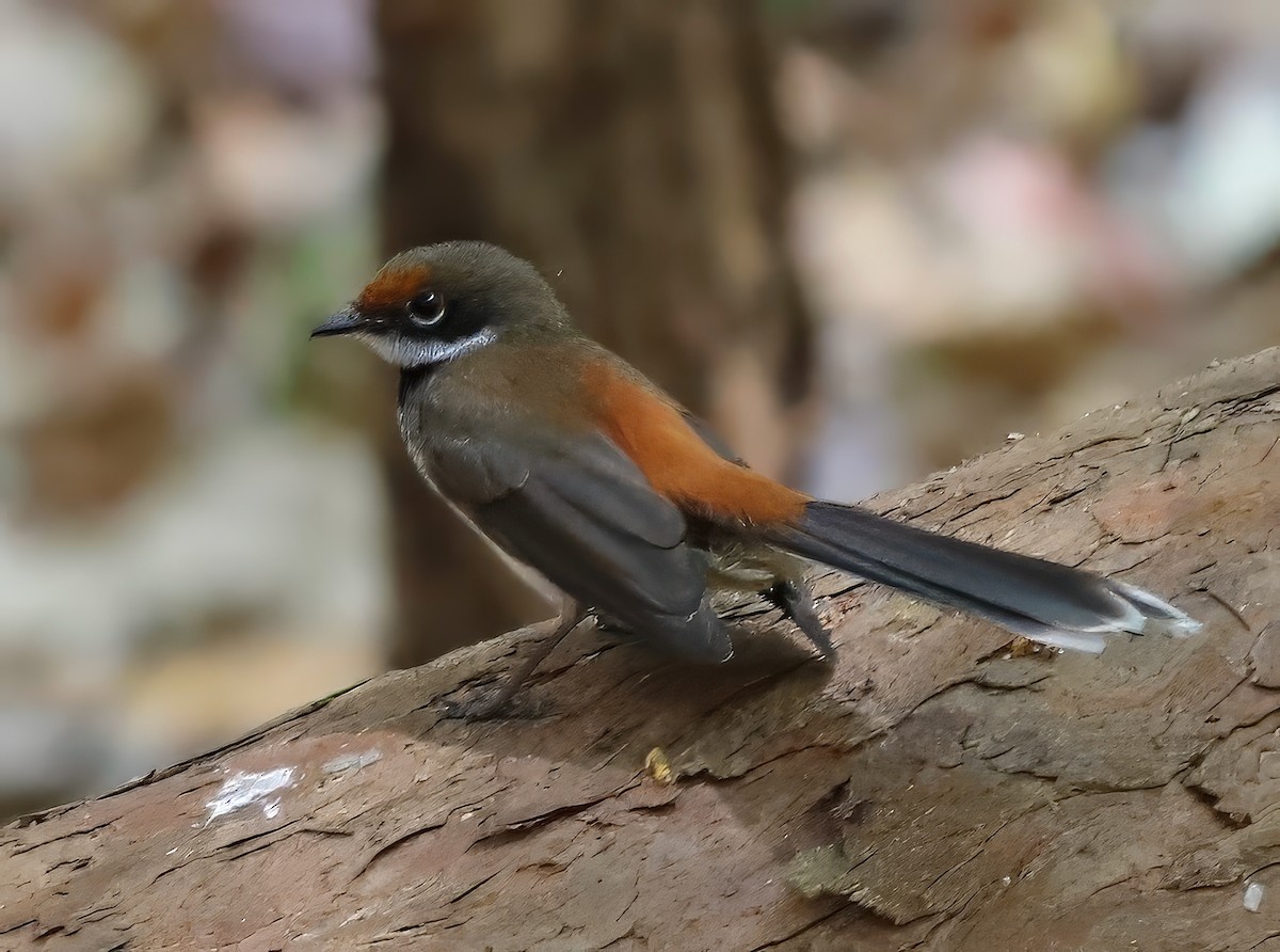 Arafura Fantail - Constance Vigno