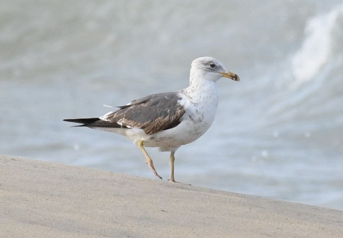 Lesser Black-backed Gull - David True