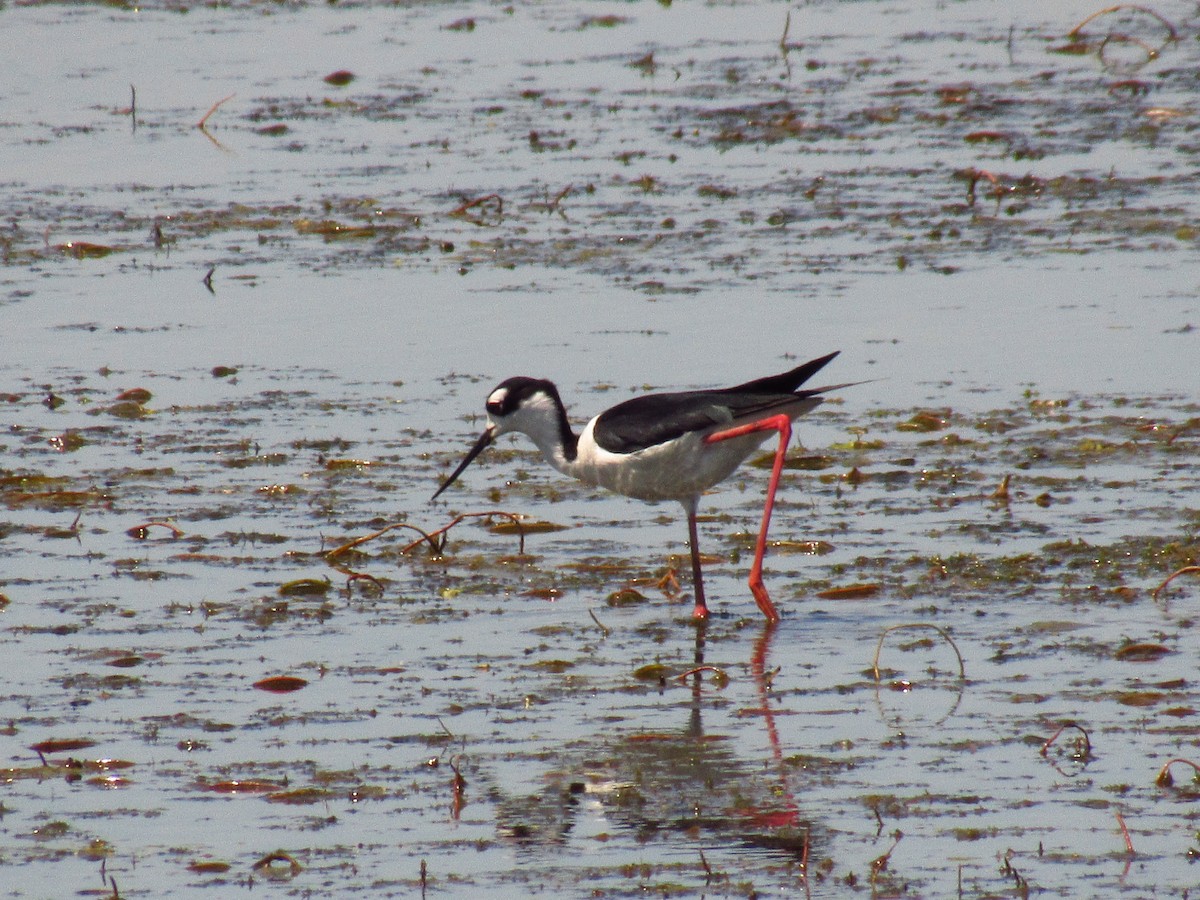 Black-necked Stilt - ML618844122