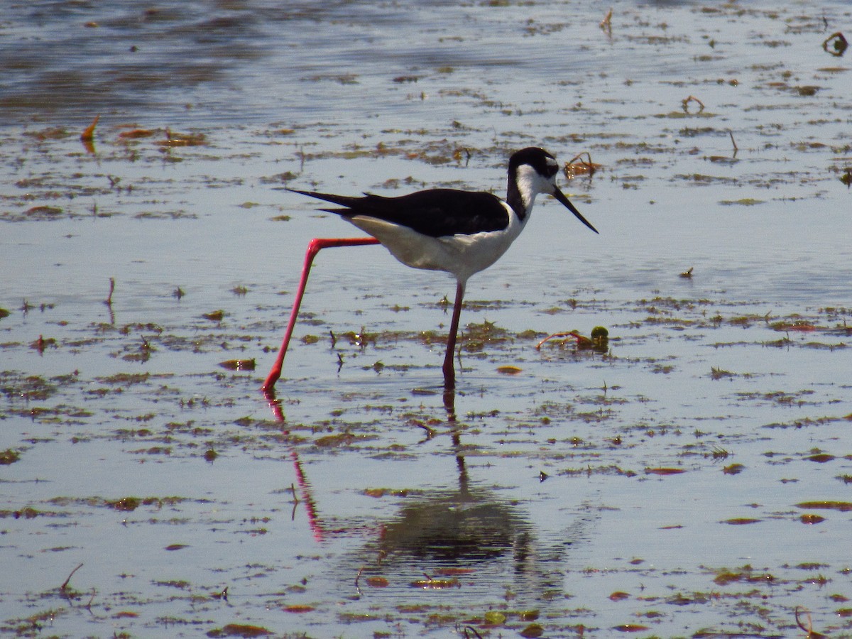 Cigüeñuela Cuellinegra - ML618844123