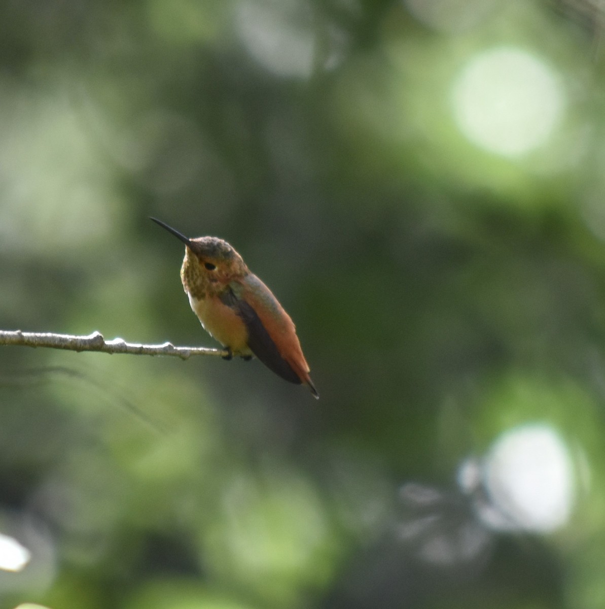 Allen's Hummingbird - Bill Tweit