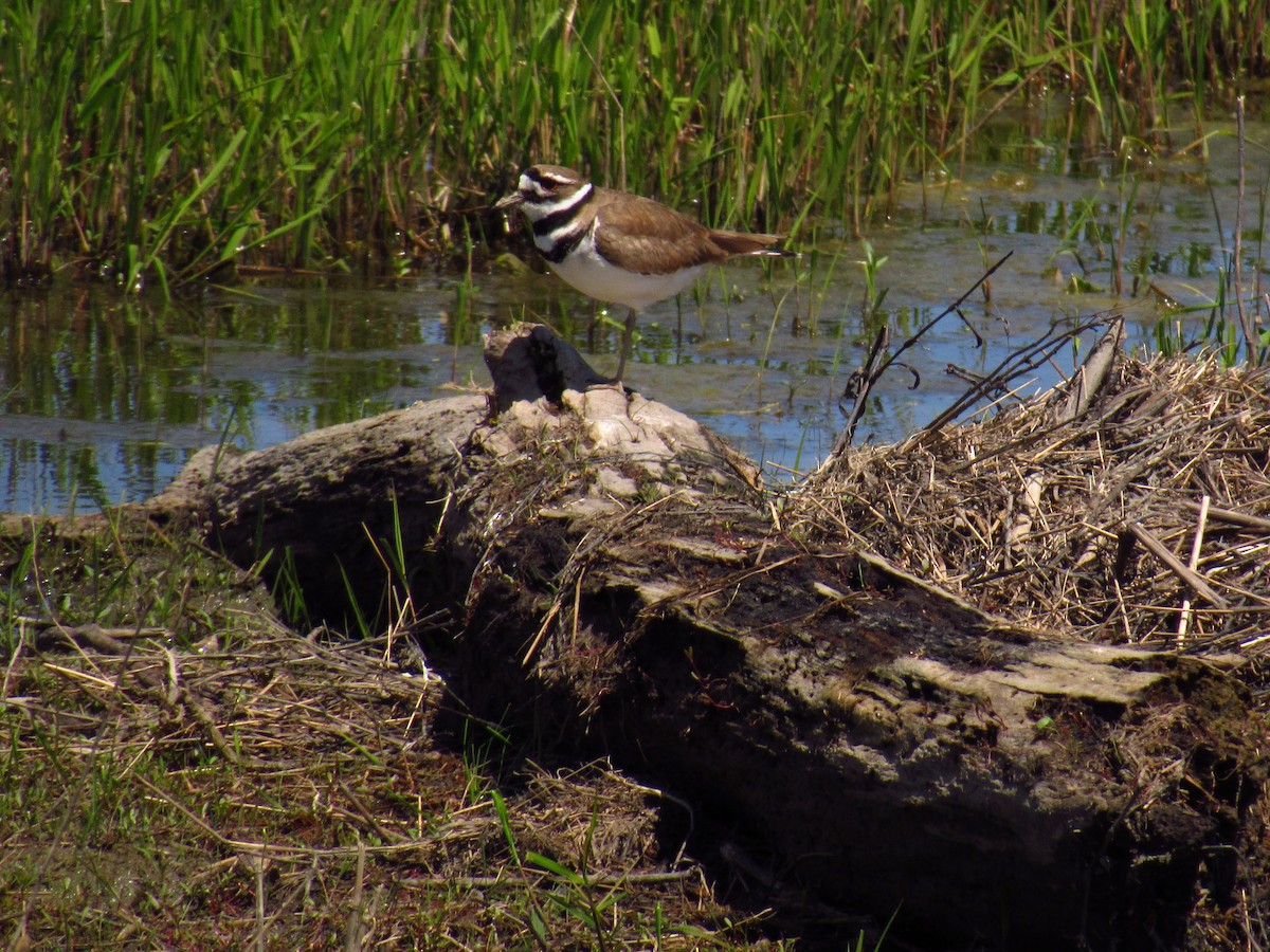 Chorlitejo Culirrojo - ML618844152