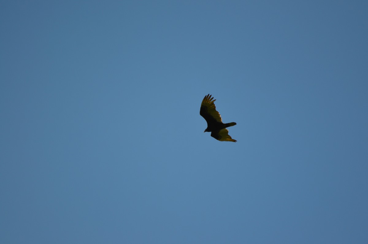 Turkey Vulture - Harrison Taylor