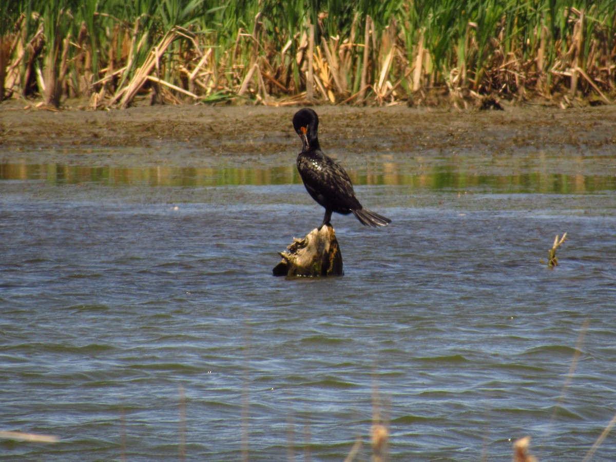 Cormorán Orejudo - ML618844192