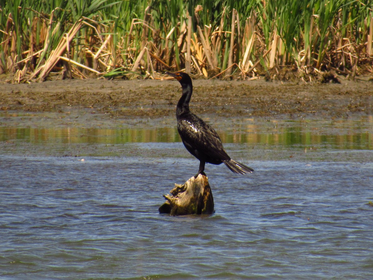 Cormorán Orejudo - ML618844193