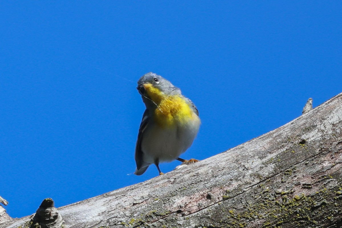 Northern Parula - Phil Kenny