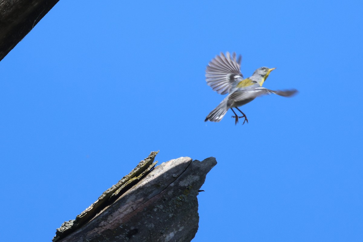 Northern Parula - Phil Kenny