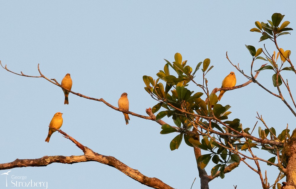 Saffron Finch - George Strozberg