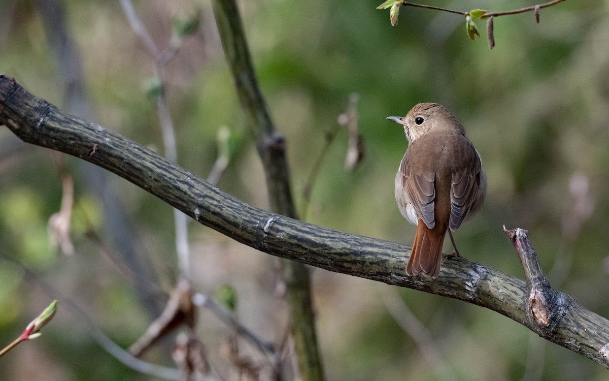 Hermit Thrush - Vincent Giroux