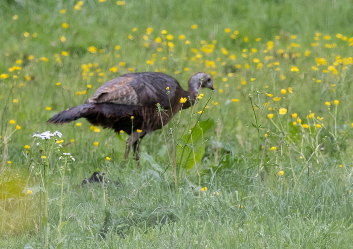 Wild Turkey - Glenn Koppel