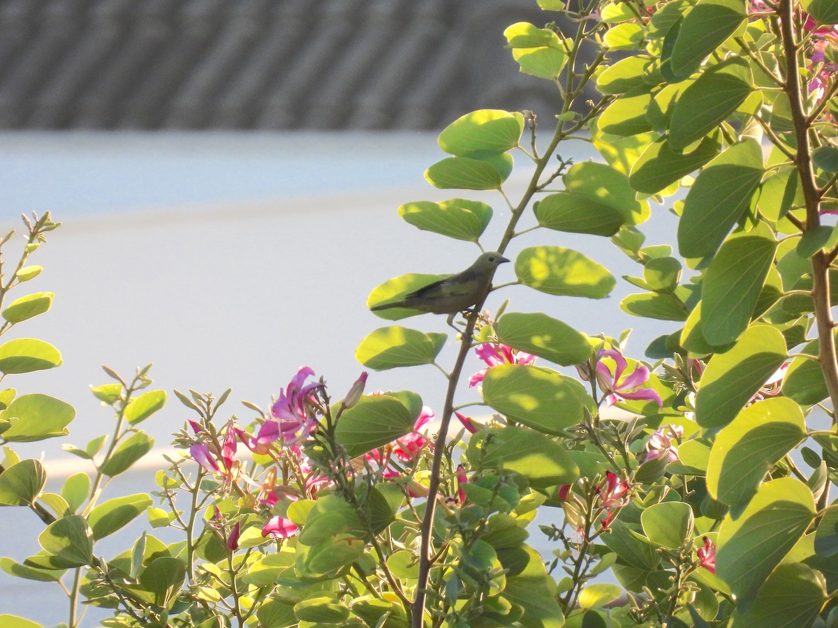 Palm Tanager - Rodrigo Quadros