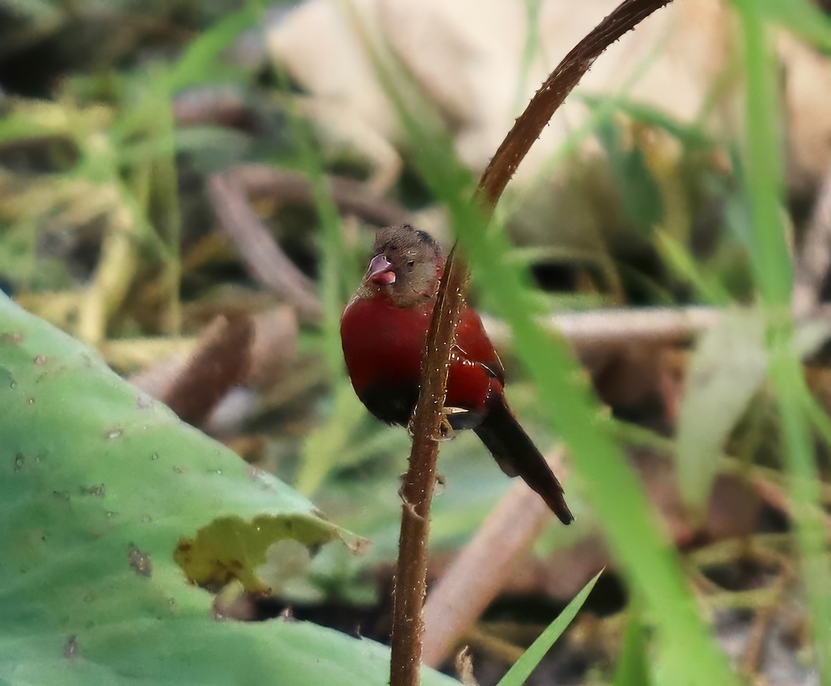 Crimson Finch - Constance Vigno