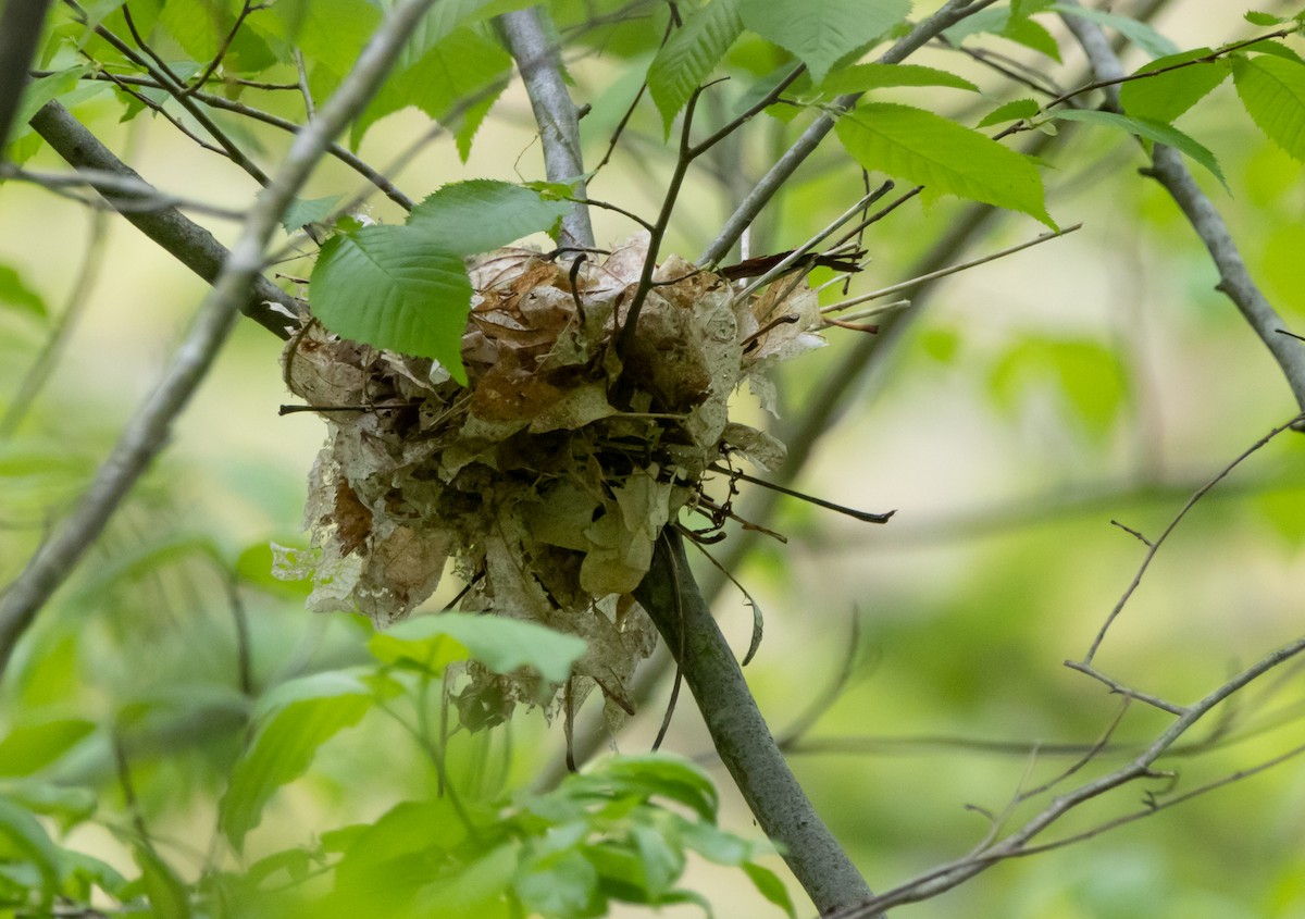 Wood Thrush - Glenn Koppel