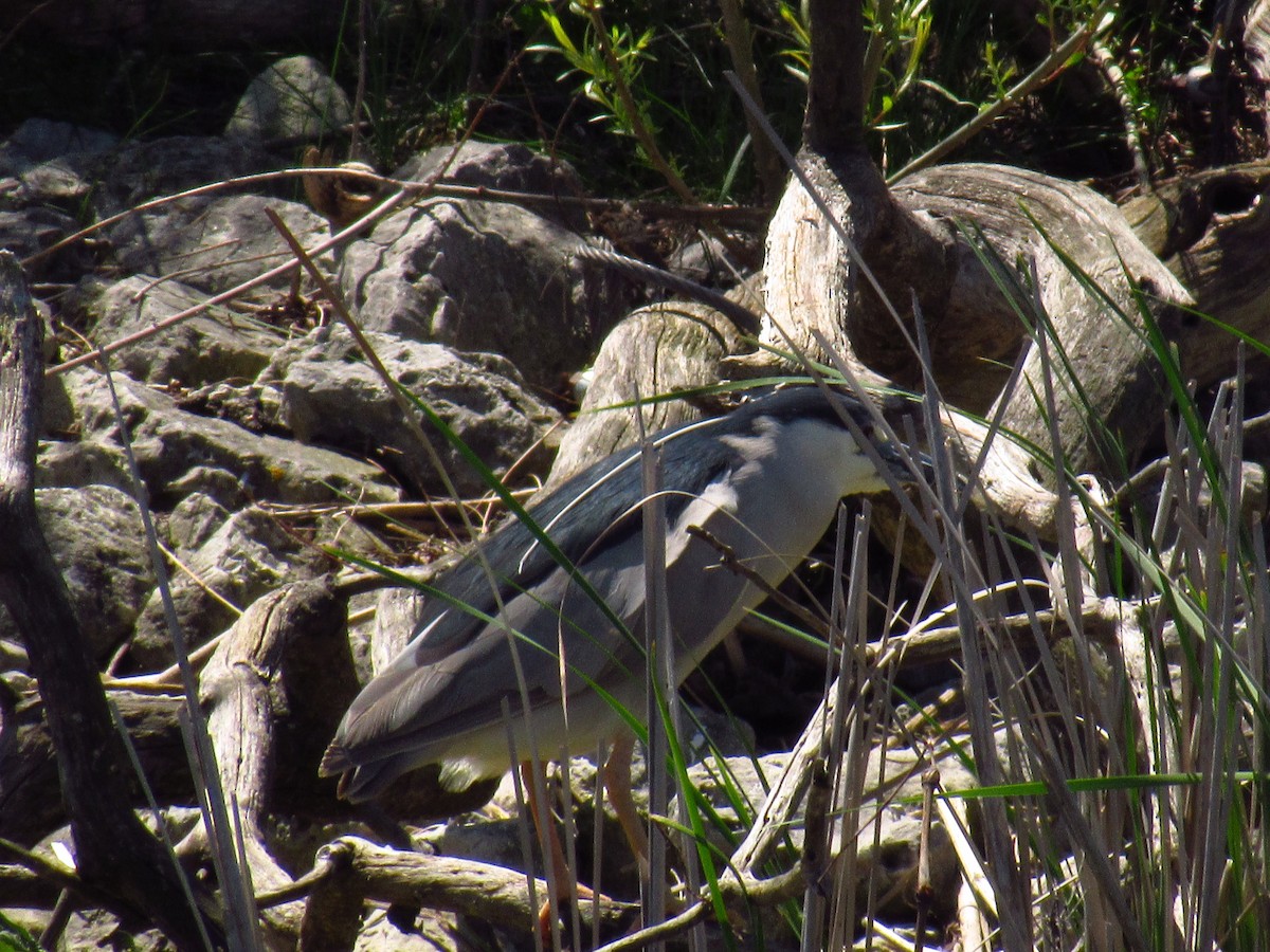 Martinete Común - ML618844225