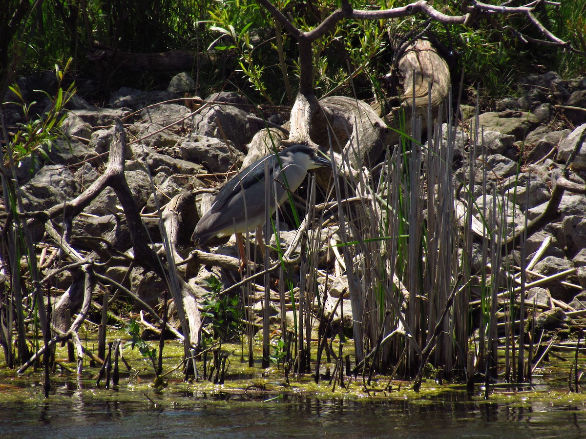 Martinete Común - ML618844227