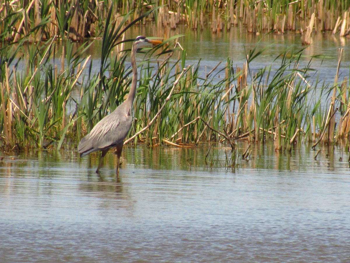 Garza Azulada - ML618844241