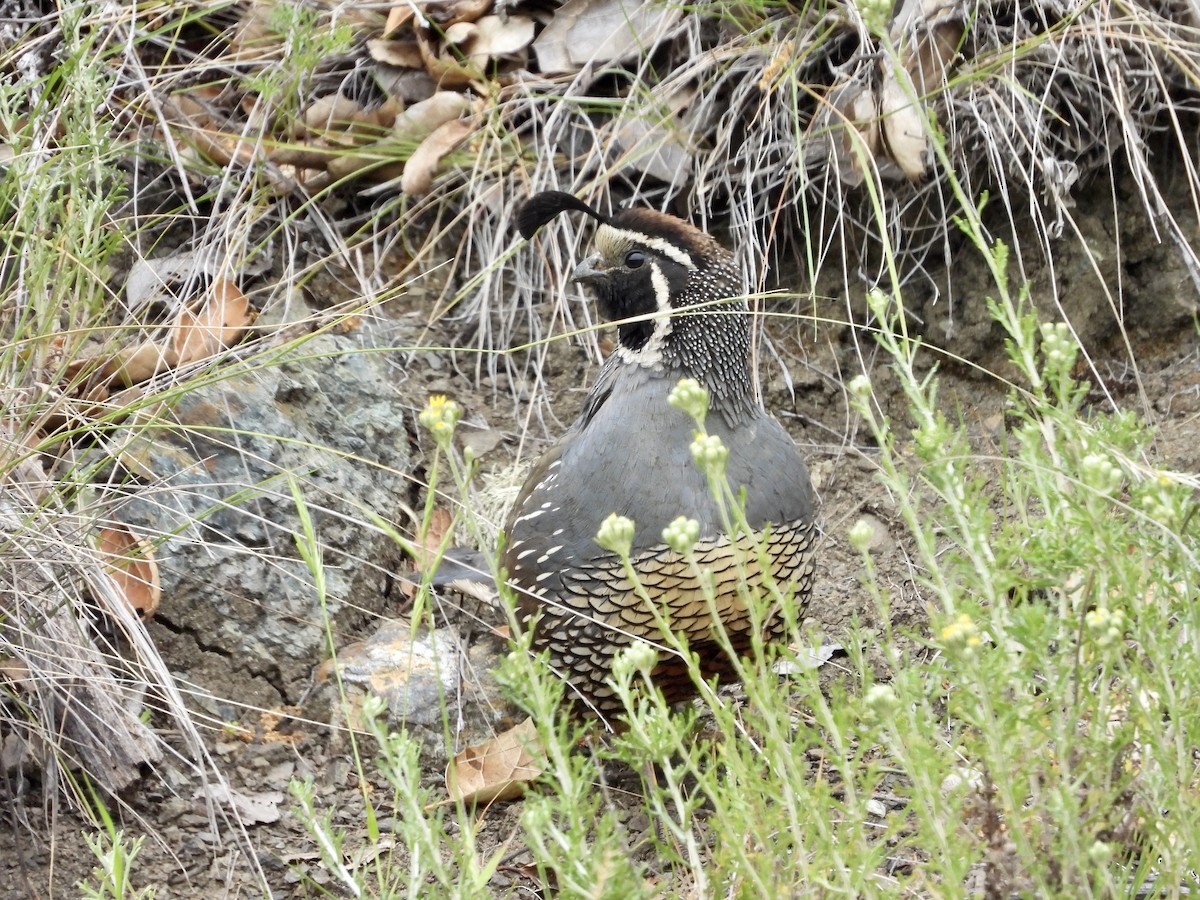 California Quail - Christine Hogue