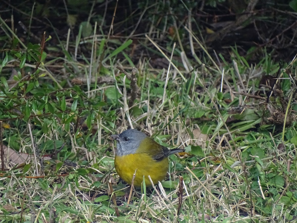 Patagonian Sierra Finch - Marcelo Giménez