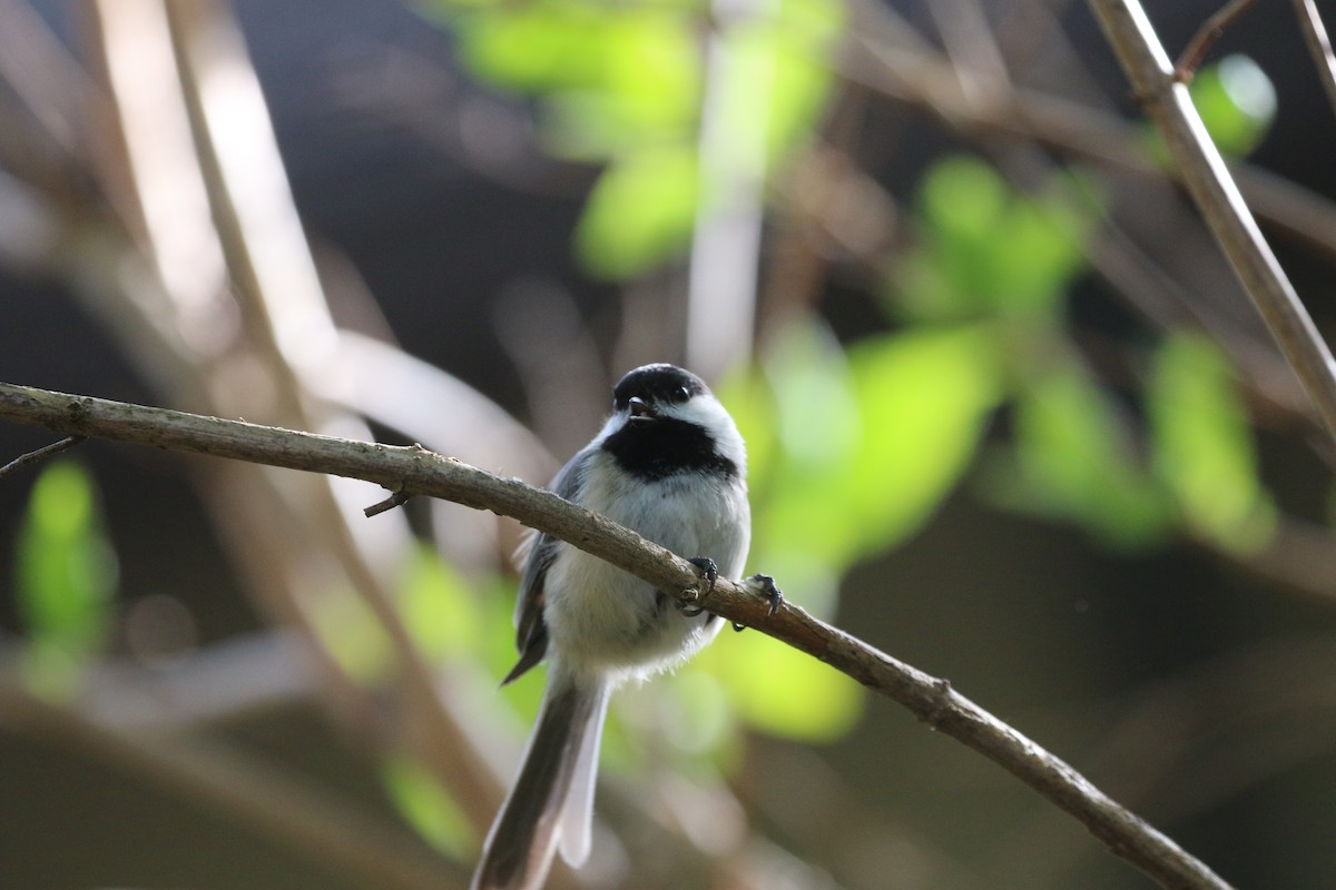 Black-capped Chickadee - Gord Watts