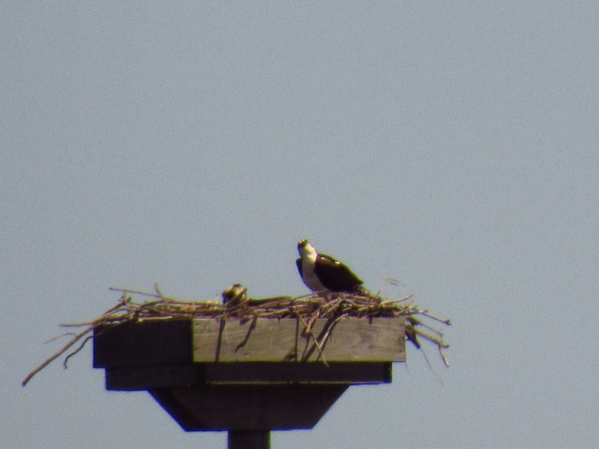 Águila Pescadora - ML618844256