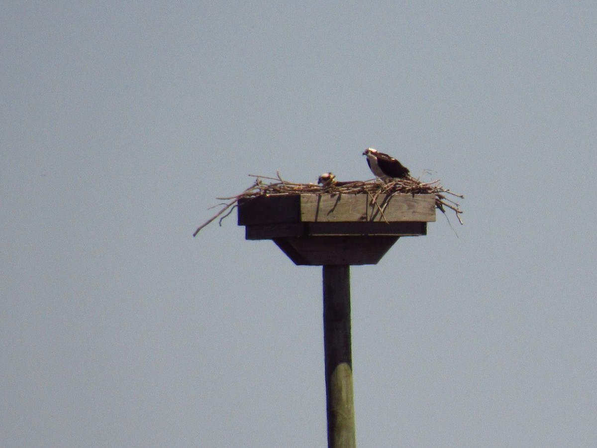 Osprey - Alyssa Gruda