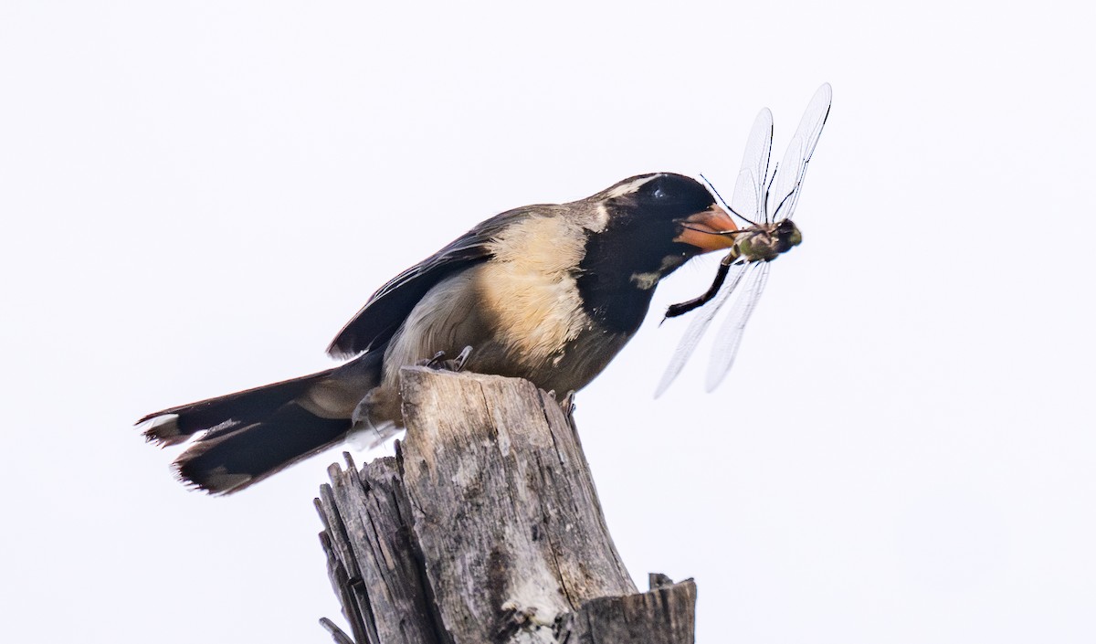 Golden-billed Saltator - Gerhard Josef Bauer