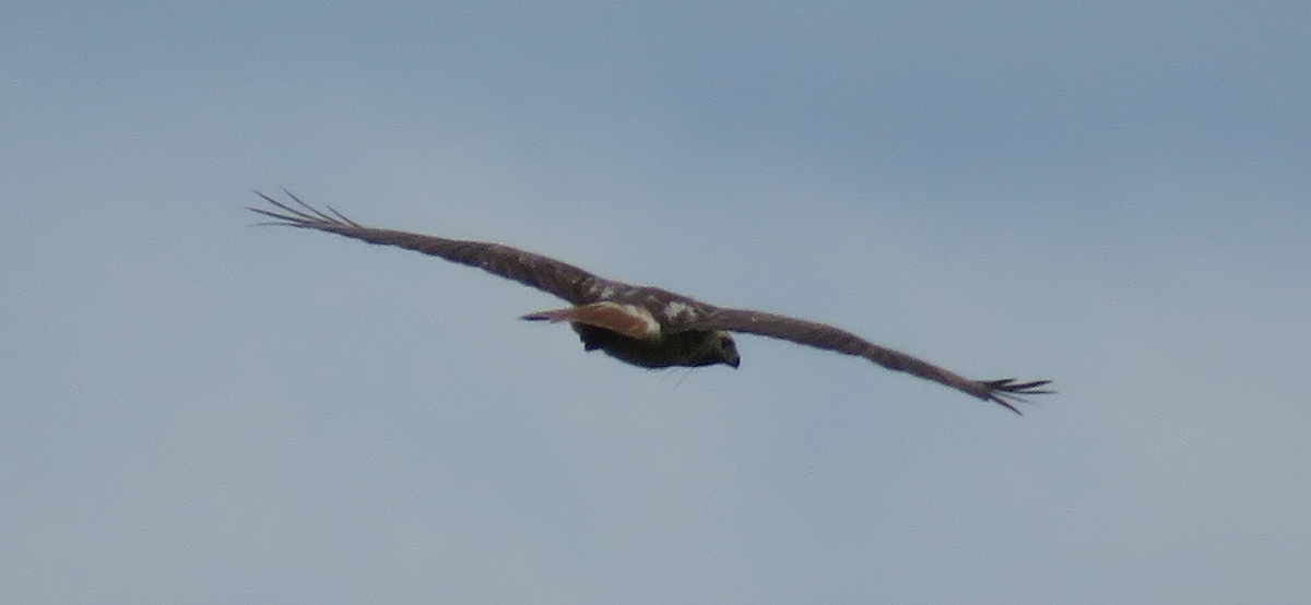 Red-tailed Hawk - Serena Brown