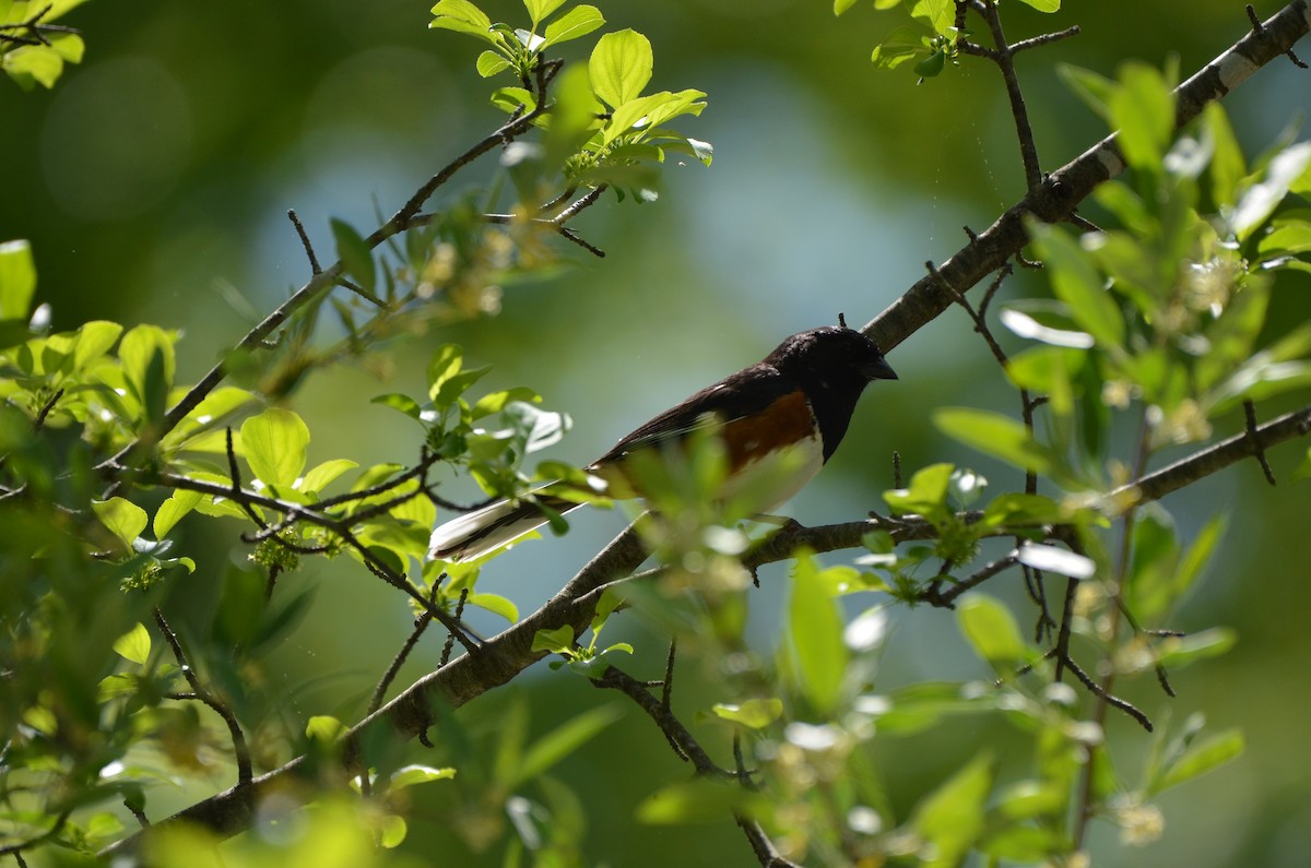 Eastern Towhee - Harrison Taylor