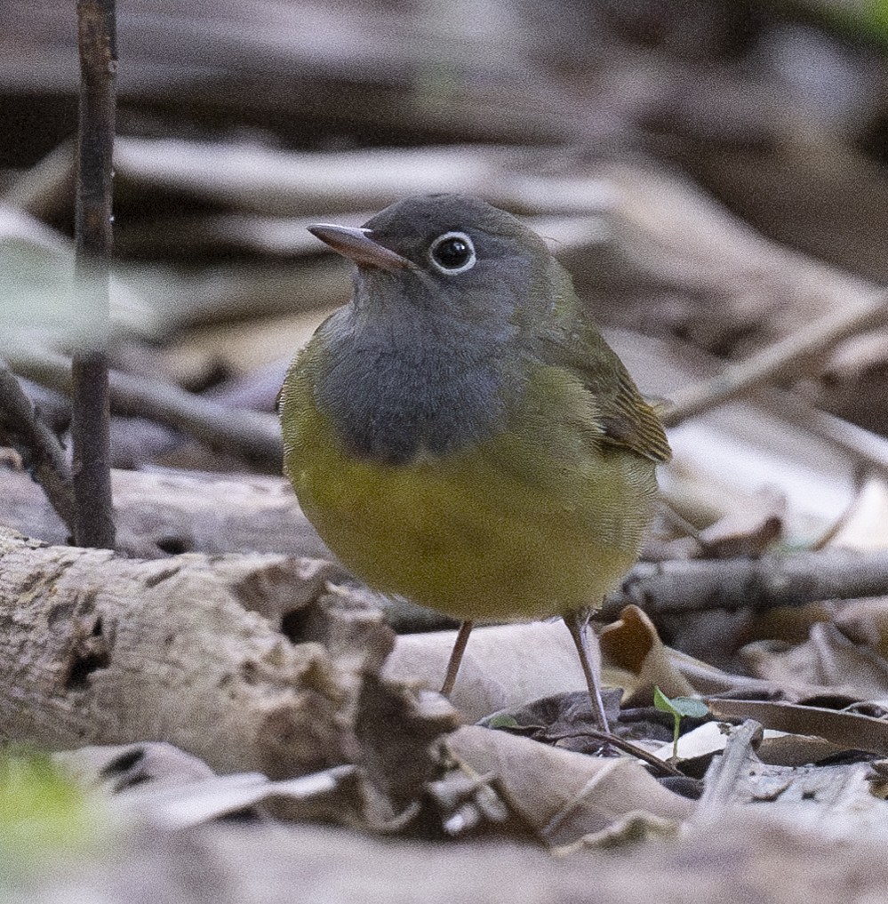 Connecticut Warbler - Lawrence Gladsden