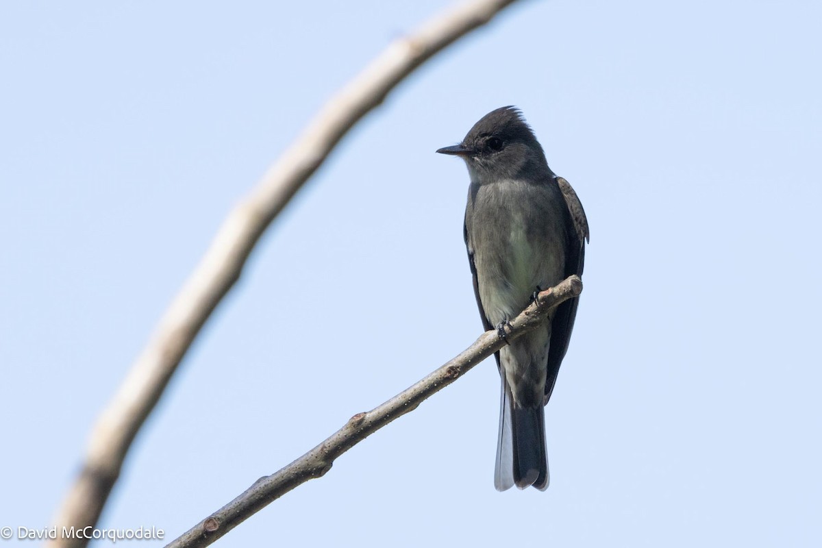 pewee sp. (Contopus sp.) - ML618844327