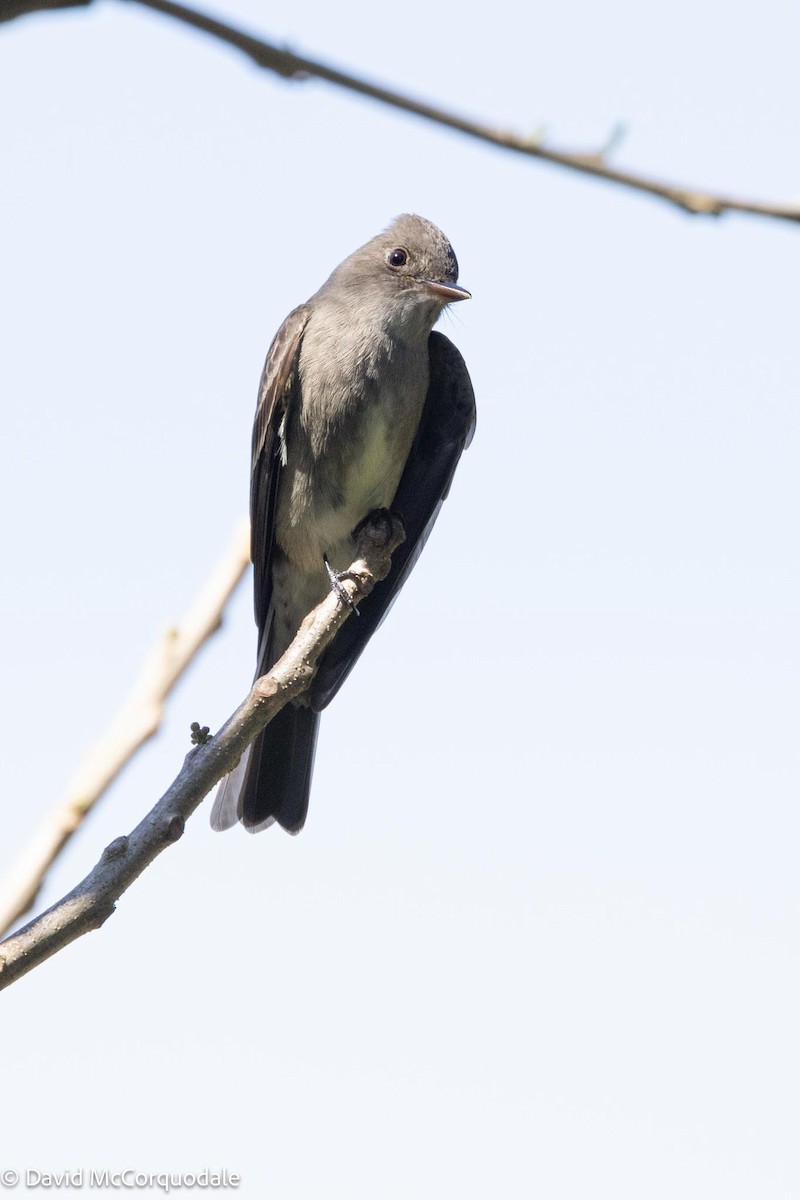 pewee sp. (Contopus sp.) - ML618844329