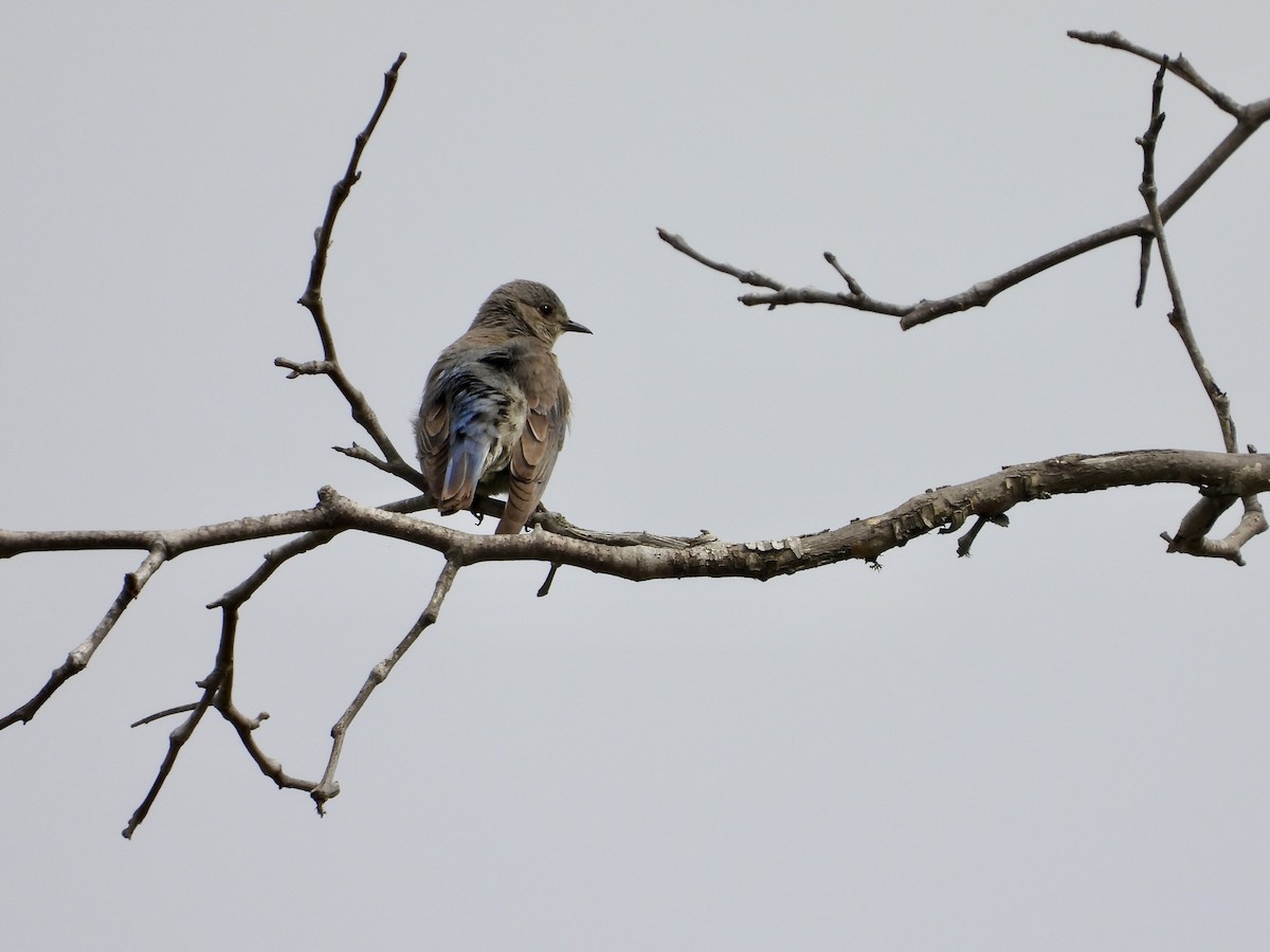 Western Bluebird - Christine Hogue